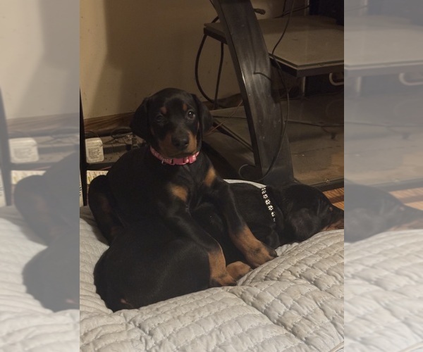 Medium Photo #1 Doberman Pinscher Puppy For Sale in TAYLOR, MI, USA