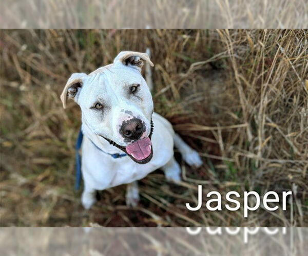 Medium Photo #6 American Pit Bull Terrier Puppy For Sale in McKinleyville, CA, USA