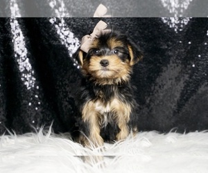Morkie Litter for sale in WARSAW, IN, USA