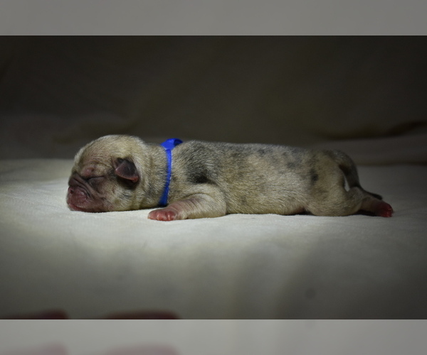 Medium Photo #3 Pug Puppy For Sale in PALM COAST, FL, USA