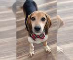 Small #3 Beagle