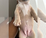 Small Photo #12 French Bulldog Puppy For Sale in SMYRNA, GA, USA