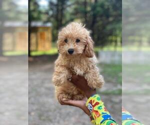 Poodle (Miniature) Puppy for sale in HAMPTON, GA, USA