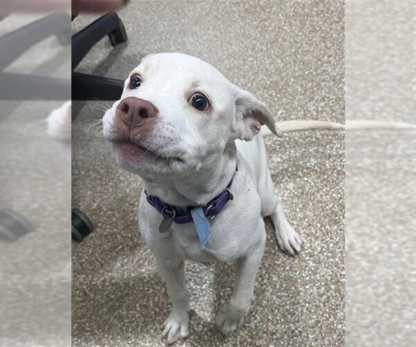 Medium Photo #1 Labrador Retriever-Unknown Mix Puppy For Sale in Aurora, CO, USA