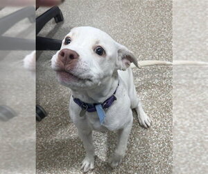 Labrador Retriever-Unknown Mix Dogs for adoption in Aurora, CO, USA