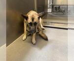 *LOIS LANE - Female German Shepherd Dog-Unknown Mix Dog for Adoption - Small photo