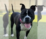Small #3 American Staffordshire Terrier-Bulldog Mix