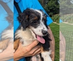 Puppy 5 Aussiedoodle Miniature 