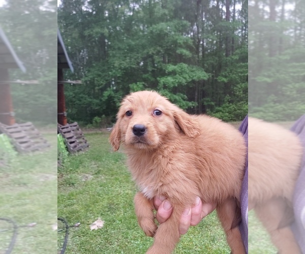 Medium Photo #1 Golden Retriever Puppy For Sale in LUDOWICI, GA, USA