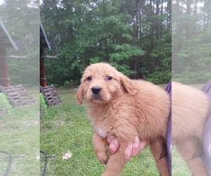 Golden Retriever Puppy for Sale in LUDOWICI, Georgia USA