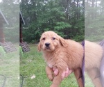 Small Photo #1 Golden Retriever Puppy For Sale in LUDOWICI, GA, USA