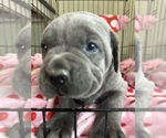 Small Photo #4 Cane Corso Puppy For Sale in SACRAMENTO, CA, USA