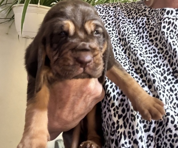Medium Photo #7 Bloodhound Puppy For Sale in CHICOPEE, MA, USA