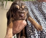Puppy Puppy 4 Bloodhound