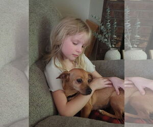 Chihuahua-Unknown Mix Dogs for adoption in New London, WI, USA