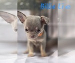 Small #4 Chihuahua