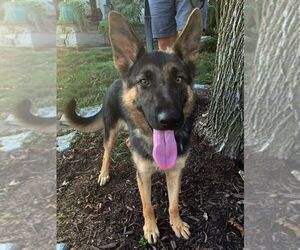 German Shepherd Dog Dogs for adoption in Mt. Airy, MD, USA