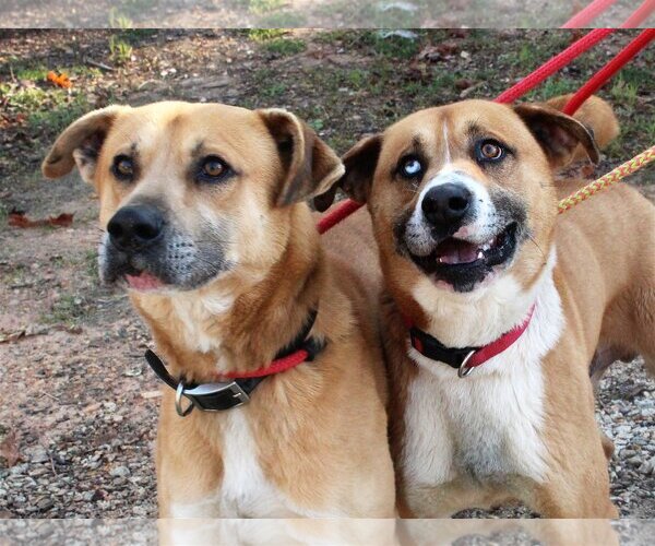 Medium Photo #4 Mutt Puppy For Sale in McCormick, SC, USA