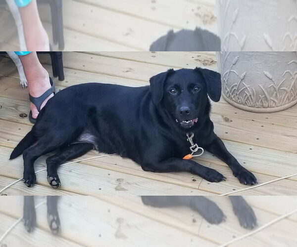 Medium Photo #3 Beagle-Unknown Mix Puppy For Sale in Hedgesville, WV, USA