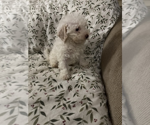 Medium Photo #1 Poodle (Toy) Puppy For Sale in WINSTON SALEM, NC, USA