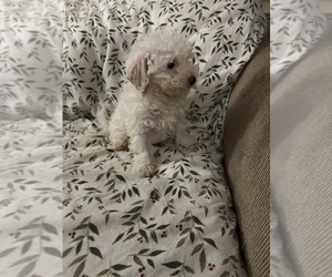 Poodle (Toy) Puppy for sale in WINSTON SALEM, NC, USA