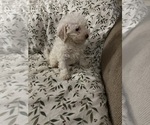 Bella - Female Poodle (Toy) Puppy for Sale - Small photo