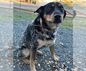 Texas Heeler Dogs for adoption in HESPERIA, CA, USA