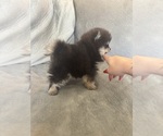 Small #1 Pomeranian