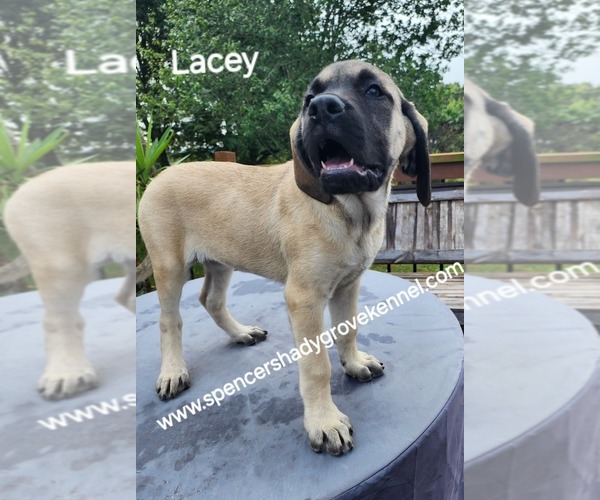 Medium Photo #6 Mastiff Puppy For Sale in CABOOL, MO, USA
