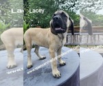 Small #5 Mastiff