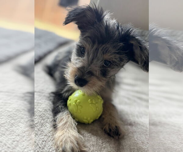 Medium Photo #3 Mutt Puppy For Sale in Fort Worth, TX, USA