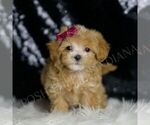 Small #4 Maltipoo