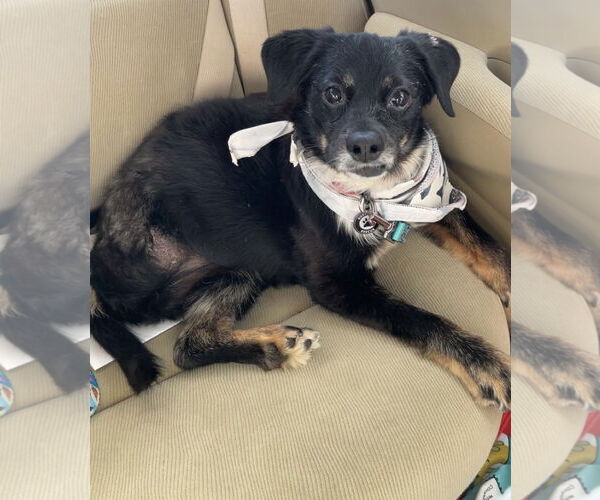 Medium Photo #5 Dachshund-Unknown Mix Puppy For Sale in Princeton, MN, USA