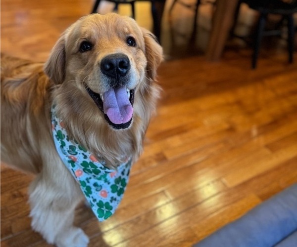 Medium Photo #1 Golden Retriever Puppy For Sale in ELMER, NJ, USA