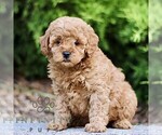 Small #2 Goldendoodle (Miniature)