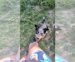 Small #3 Border Collie Mix