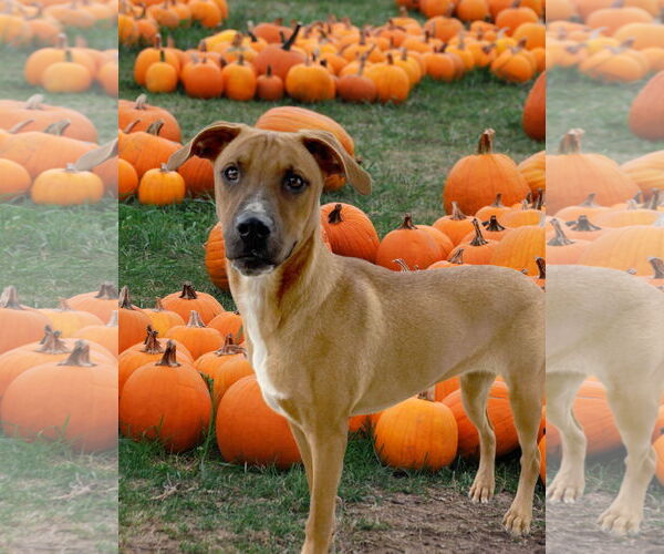 Medium Photo #1 Labrador Retriever-Unknown Mix Puppy For Sale in Mt. Laurel, NJ, USA