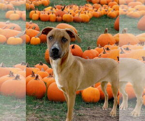 Labrador Retriever-Unknown Mix Dogs for adoption in Mt. Laurel, NJ, USA