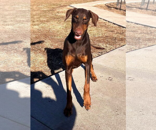 Medium Photo #4 Doberman Pinscher Puppy For Sale in Omaha, NE, USA