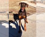 Small #3 Doberman Pinscher