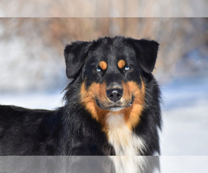 Father of the Australian Shepherd puppies born on 03/03/2022