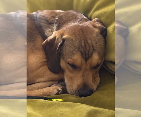 Medium Photo #6 Beagle-Unknown Mix Puppy For Sale in Woodland Hills, CA, USA