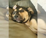 Small #10 American Staffordshire Terrier-German Shepherd Dog Mix