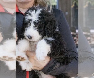 Bernedoodle Puppy for sale in CHATSWORTH, CA, USA