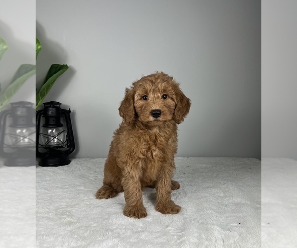 Medium Photo #7 Goldendoodle (Miniature) Puppy For Sale in FRANKLIN, IN, USA