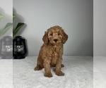 Small Photo #7 Goldendoodle (Miniature) Puppy For Sale in FRANKLIN, IN, USA