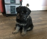 Small Photo #1 German Shepherd Dog Puppy For Sale in ASHLAND, MO, USA