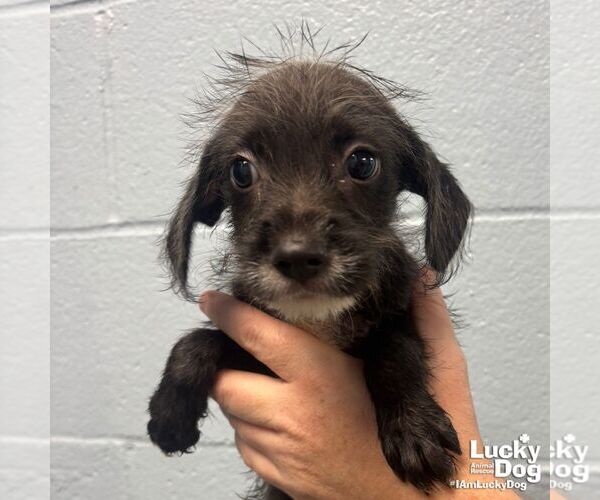 Medium Photo #2 Mutt Puppy For Sale in Washington, DC, USA