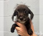 Small #1 Mutt