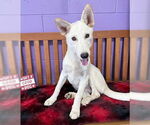 Small Huskies -white german shepherd Mix